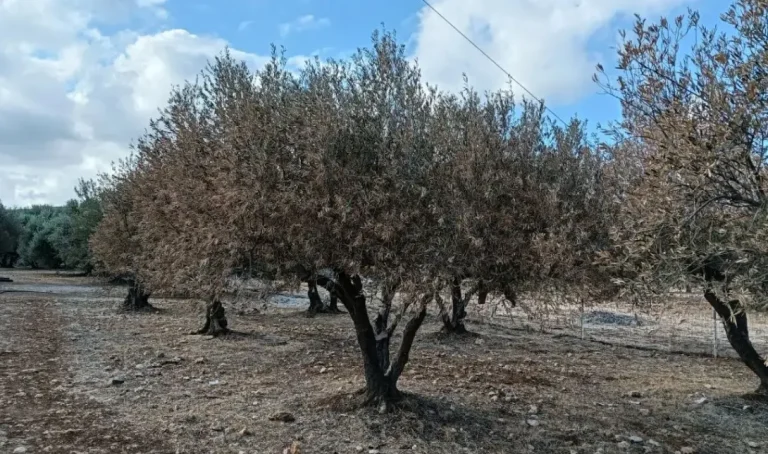 Από ξηρασία και υδατικό στρες πλήττονται οι ελαιώνες στην Κρήτη
