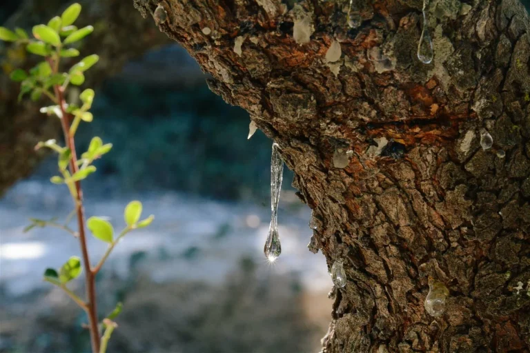Μαστιχοπαραγωγοί Χίου: Προθεσμία για δηλώσεις ζημιάς και εξόφληση εισφορών ΕΛΓΑ