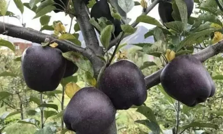 Τι είναι τα Μήλα Black Diamond και γιατί είναι τόσο ακριβά ;