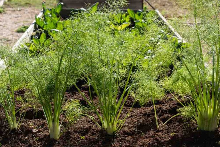 Αγρότης πήρε 1,3 Εκατομμύρια επιδότηση για καλλιέργεια μάραθου