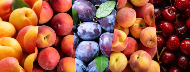 Προστασία Πυρηνόκαρπων: Οι Συνηθέστεροι Εχθροί και Ασθένειες που Απειλούν την Καλλιέργεια