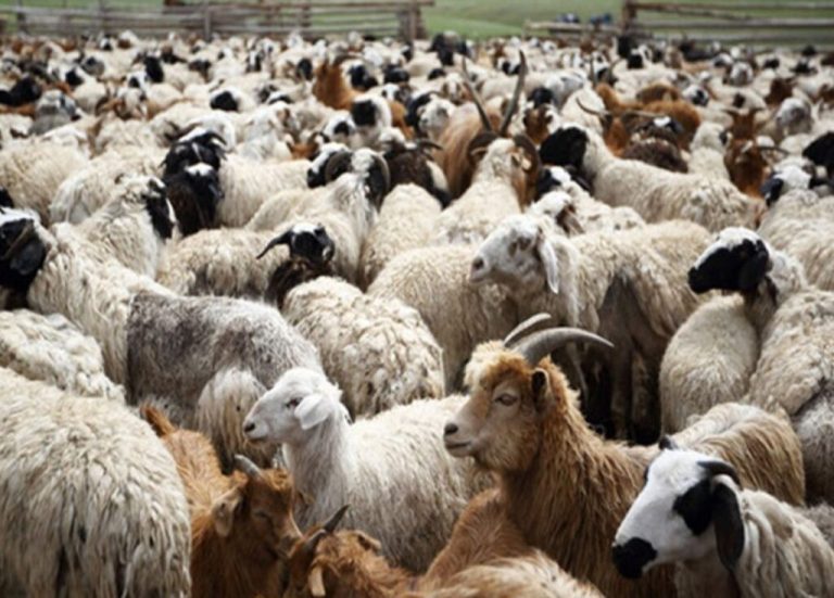 Δραματική Προειδοποίηση Τσιάρα: «Ένα Lockdown θα Είναι Καταστροφικό για τη Γεωργία και την Κτηνοτροφία»