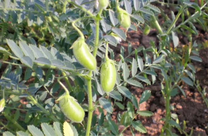 Τα ρεβίθια μπορεί να αποτελέσουν μια βιώσιμη εναλλακτική λύση με αντοχή στην ξηρασία