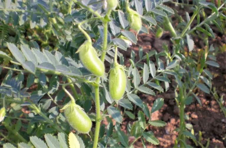 Ρεβίθια η εναλλακτική λύση στην ξηρασία