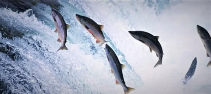 5.000 σολομοί το «έσκασαν» από ιχθυοτροφείο