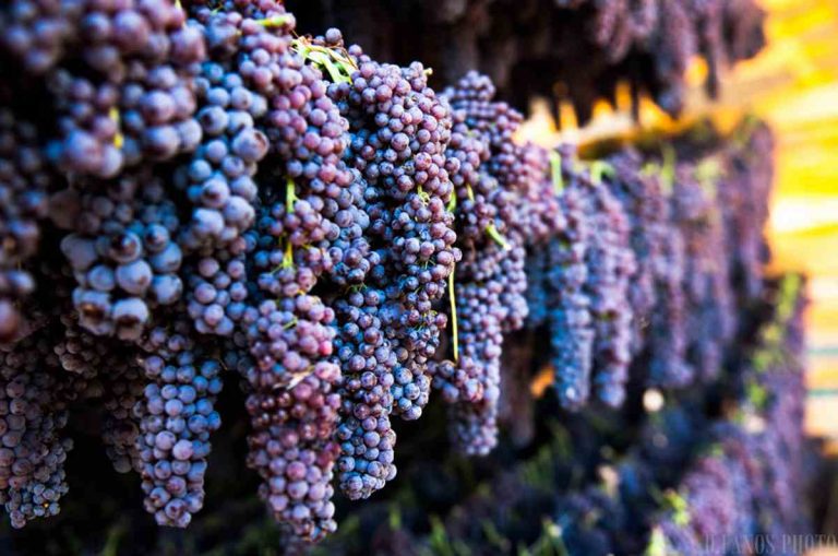 Σταφίδα: Η τιμή στα 2,60€ δίνει «φιλί ζωής», αλλά η παραγωγή στην Ηλεία «σβήνει»