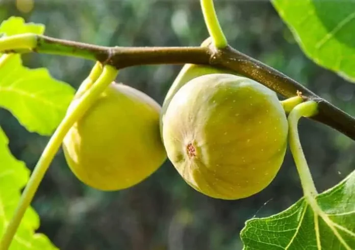 Σύκο 2025: Η Ακτινογραφία της Σοδειάς – Κερδισμένοι, Χαμένοι και ο Μόνιμος «Πονοκέφαλος» του Κόστους