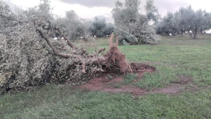 Ηλεία: Ανεμοστρόβιλος Προκάλεσε Καταστροφές σε Λιοστάσια και Σταύλους