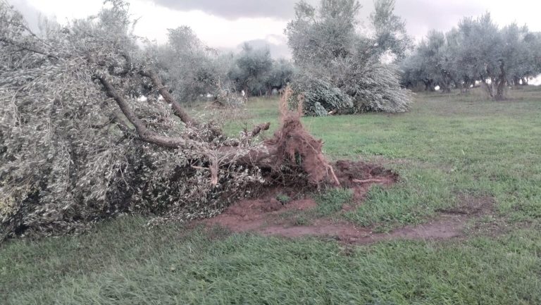 Ηλεία: Ανεμοστρόβιλος Προκάλεσε Καταστροφές σε Λιοστάσια και Σταύλους