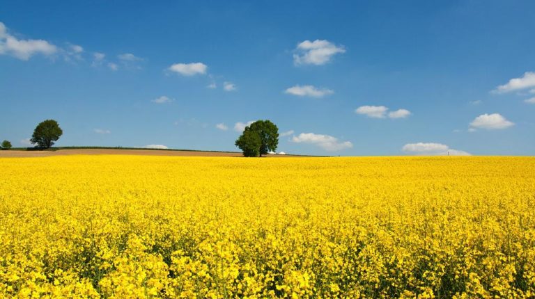 Αύξηση Τιμών Ελαιοκράμβης – Στα 525 Ευρώ ανά Τόνο στην Ευρωπαϊκή Αγορά