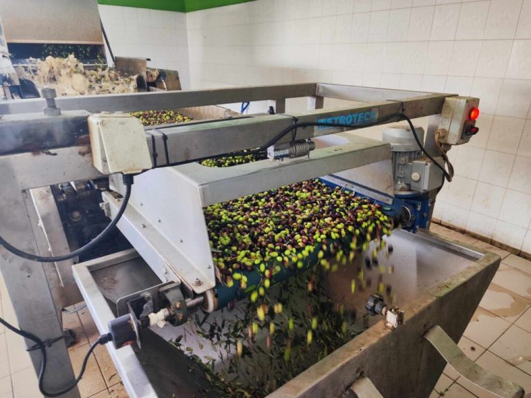 Ανομβρία και έλλειψη εργατικών χεριών απειλούν την ελαιοπαραγωγή