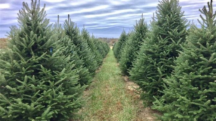 Έτοιμοι να Σκορπίσουν Άρωμα Χριστουγέννων οι Ελατοπαραγωγοί στον Ταξιάρχη Χαλκιδικής