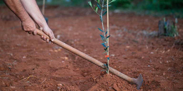 Πότε φυτεύουμε ελιές;