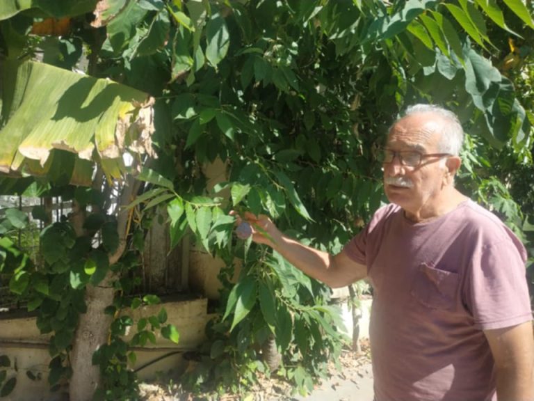 Χρ. Γεωργιόπουλος: Ο Καλαματιανός Γιατρός που Καινοτομεί στην Καλλιέργεια Εξωτικών Φρούτων