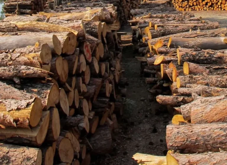 Δήμος Νάουσας: Καλύπτονται οι ανάγκες σε καυσόξυλα των υπολοίπων 30 απολυμένων του Βαρβαρέσου