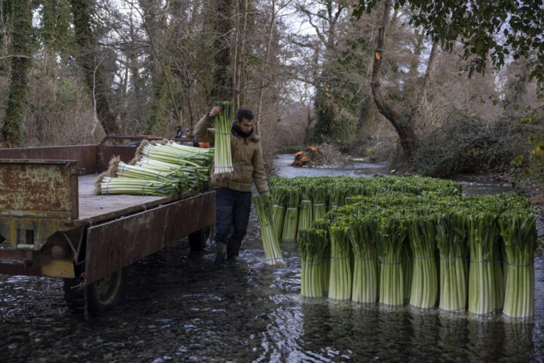 Πράσα Πέλλας : Πρώτο βήμα ο γενετικός καθαρισμός, ύστερα η εγγραφή στον Εθνικό Κατάλογο