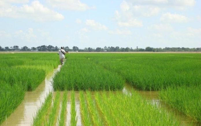 Στον «Αέρα» το Ειδικό Πριμ των 21€ στο Ρύζι – Κίνδυνος να Χαθεί και το 2025