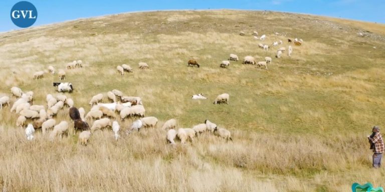 Ο Μοναχικός Βοσκός του Βουνού και το Δέσιμο με το Κοπάδι του