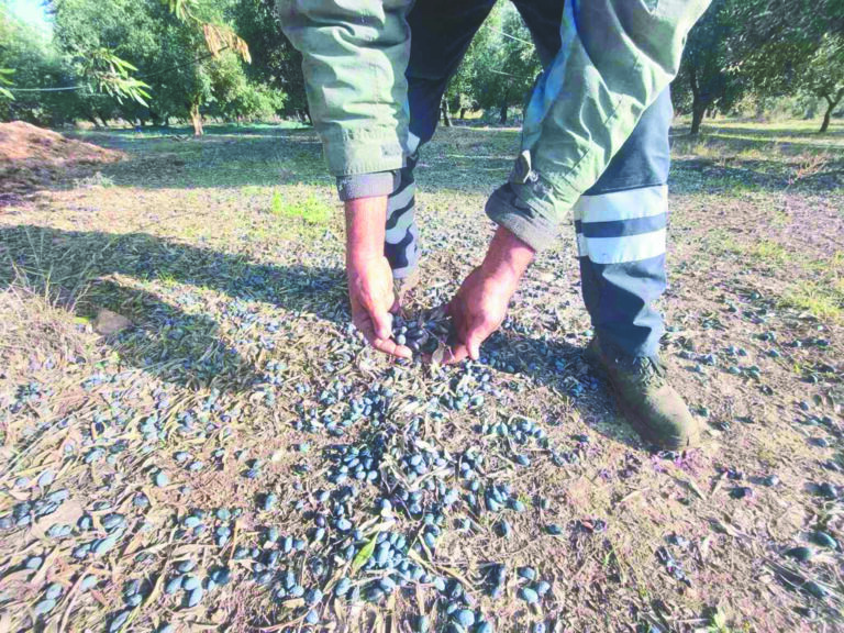 Ανεμοθύελλα στη Λοκρίδα: Προκλήθηκαν Ζημιές πριν την Ελαιοσυγκομιδή