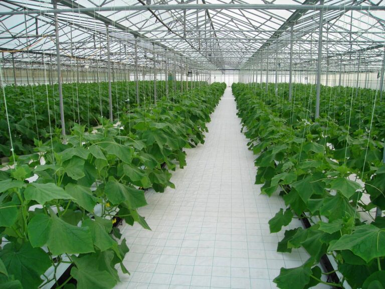 Θερμοκηπιακά αγγούρια σε καθεστώς εντατικού φωτισμού φέρνουν υψηλές αποδόσεις και αυξημένα κέρδη