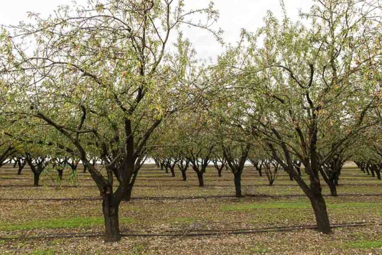 Ζημιές σε δενδροκαλλιέργειες 2024: Στη Βουλή το θέμα των αποζημιώσεων