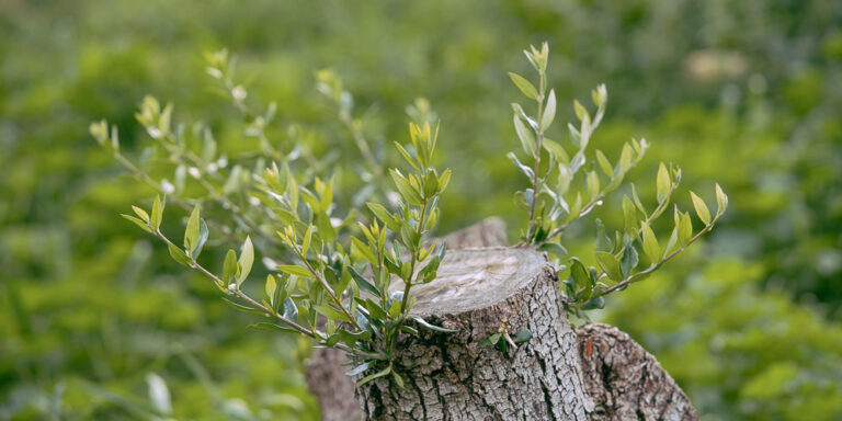 Κλάδεμα Αναγέννησης Ελιάς: Οδηγός για Υγιή Δέντρα και Υψηλή Απόδοση