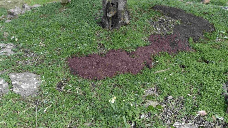 Κοπριά στα Δέντρα: Τύποι, Χρήσεις και Οφέλη για την Καλλιέργεια