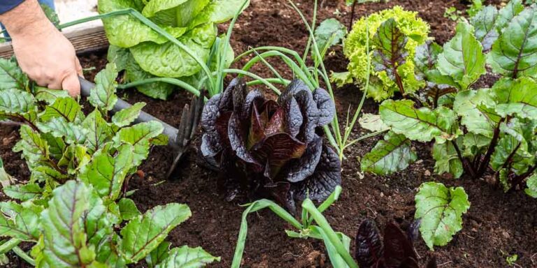 Εποχή Σποράς, Φύτευσης και Συγκομιδής για Λαχανικά: Οδηγός Καλλιέργειας