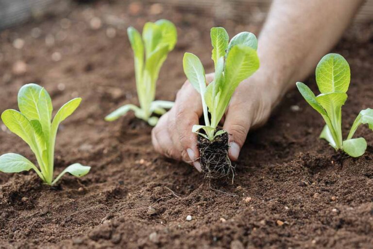 Επένδυση με Κέρδος 14.000% – Πώς τα Μαρούλια Μπορούν να Φέρουν Απίστευτα Κέρδη