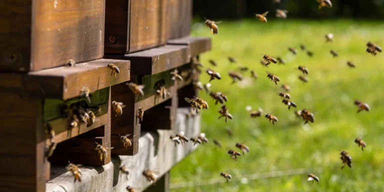 ΕΛΓΟ-ΔΗΜΗΤΡΑ: Στις 5/12 ξεκινούν τα δωρεάν προγράμματα εκπαίδευσης-κατάρτισης για επαγγελματίες Μελισσοκόμους