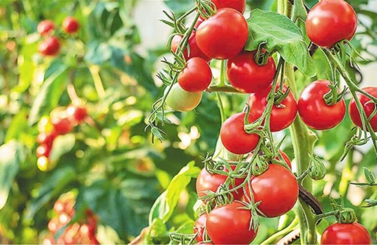 Χρυσό Μετάλλιο για το Προϊόν Βιώσιμης Προστασίας «Problad» της Κ+Ν Ευθυμιάδης