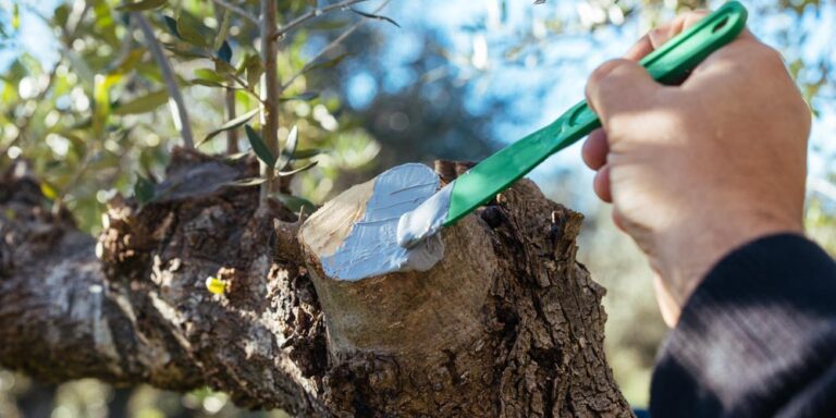 Πάστα Κλαδέματος Δέντρων: Τι Είναι και Πώς Χρησιμοποιείται