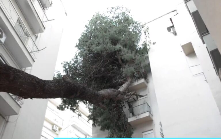 Θεσσαλονίκη: Πεύκο Καταπλάκωσε Πολυκατοικία και Παραμένει Εκεί μετά από 2 Εβδομάδες