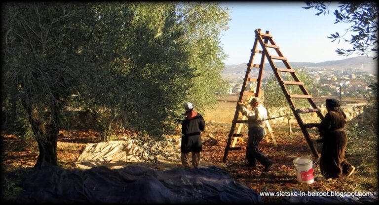 Καταστροφή των Ελαιώνων στη Μέση Ανατολή Λόγω Πολέμου: Τι Δείχνουν τα Δεδομένα