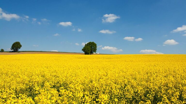 Αυξάνονται οι τιμές στην ελαιοκράμβη