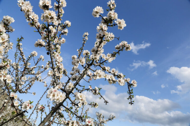 Καιρός για αγρότες (5–11 Μαΐου): Βροχές σε Μακεδονία – Υγρασία στη Θεσσαλία