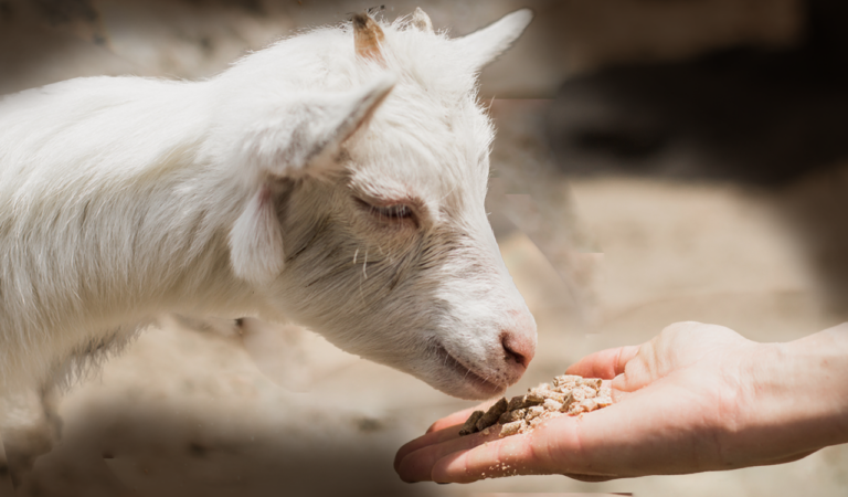 Εντός ημερών ΚΥΑ για ενίσχυση 63 εκατ. ευρώ στις ζωοτροφές