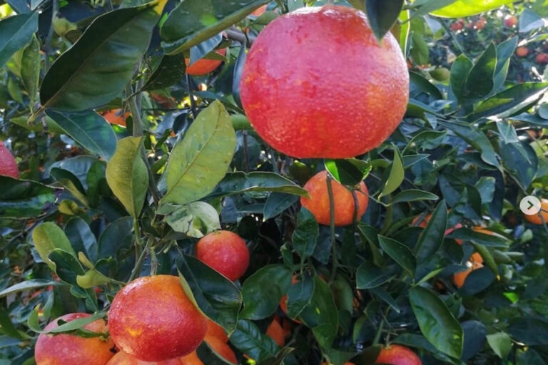 Πώς η κλιματική αλλαγή επηρεάζει την ερυθρή χρωστική στα κόκκινα Πορτοκάλια