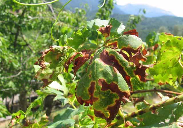 Κλαδέματα σε «ύποπτα» πρέμνα για ευτυπίωση – ίσκα προς τα τέλη Φλεβάρη