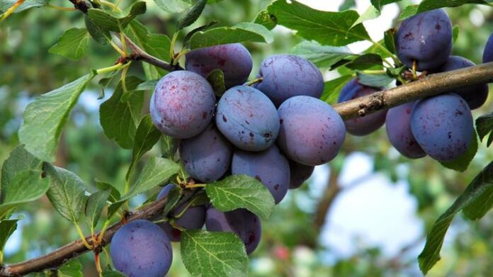 Καθαρισμός των κλάδων με έλκη άμεσα για προστασία της δαμασκηνιάς από τη μονίλια