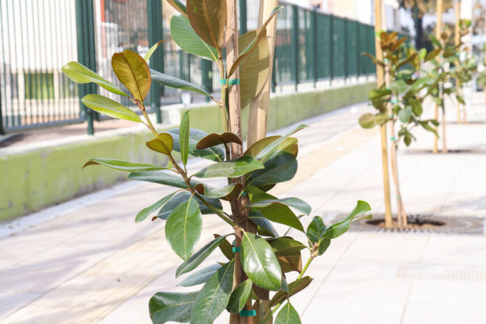 Φυτεύσεις στον Δήμο Νεάπολης-Συκεών: 100.000+ Δέντρα & Νέος Πνεύμονας Πρασίνου στα Πεύκα