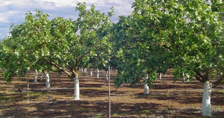 Συγκαλλιέργεια Φουντουκιάς με Τριφύλλι: Οφέλη και Πρακτικές Εφαρμογές