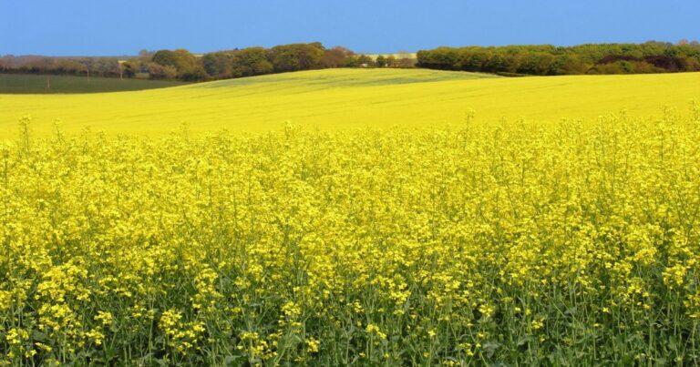 ΕΕ: Σε άνοδο η ζήτηση για εισαγωγές ελαιοκράμβης – Τι πρέπει να γνωρίζουν παραγωγοί και επιχειρήσεις