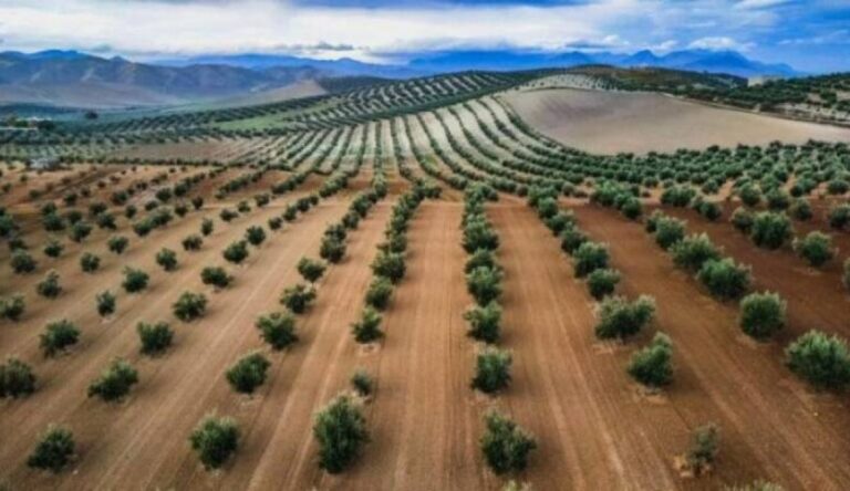 «Sultana»: Η Νέα Ισπανική Ποικιλία Ελιάς που Στοχεύει στην Υπέρπυκνη Φύτευση