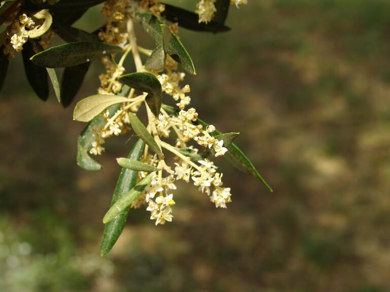 Λειψυδρία και ξηρασία καταστρέφουν καλλιέργειες – Δε γλίτωσαν αμπέλια και ελιές (Βίντεο)
