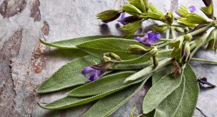 Φασκόμηλο: Το Βότανο της Αθανασίας με Πολλαπλές Ευεργετικές Ιδιότητες