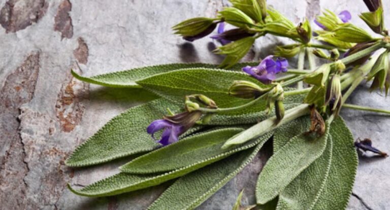 Φασκόμηλο: Το Βότανο της Αθανασίας με Πολλαπλές Ευεργετικές Ιδιότητες