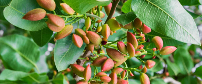 Αίτημα για ενισχύσεις de minimis και στους φιστικοπαραγωγούς της Δ. Αττική