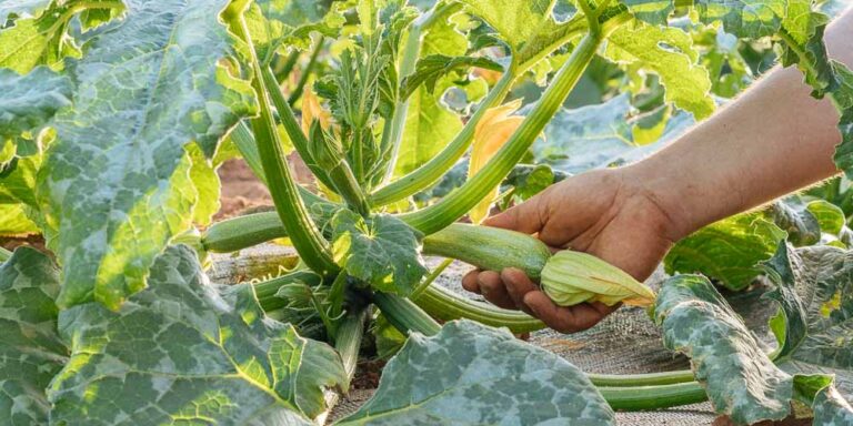 Η Καλλιέργεια του Κολοκυθιού: Ευκαιρία ή Ρίσκο;