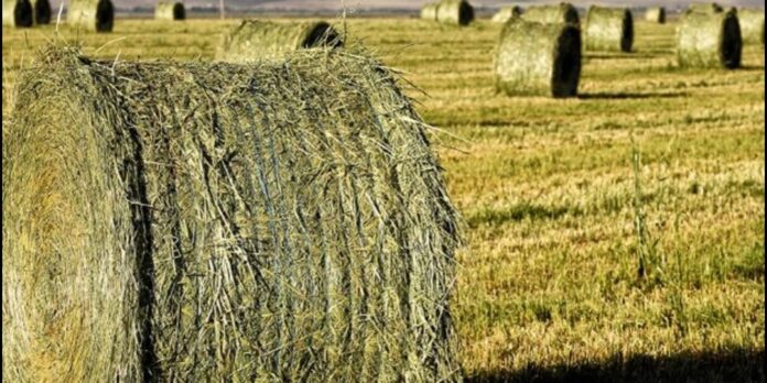 Μηδική: Οι βροχές καθυστερούν τις κοπές και υποβαθμίζουν την ποιότητα